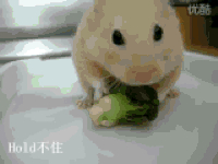 仓鼠 吃东西 蔬菜 呆萌