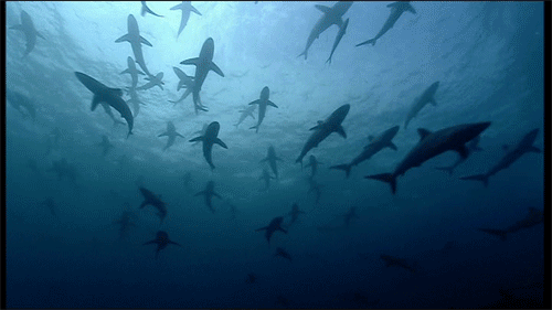 海底世界 鲨鱼 成群结队 壮观