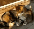 搞笑 猫咪 萌宠 可爱 喵星人