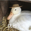萌宠 鸭子 优雅 保持姿态 可爱 憨憨