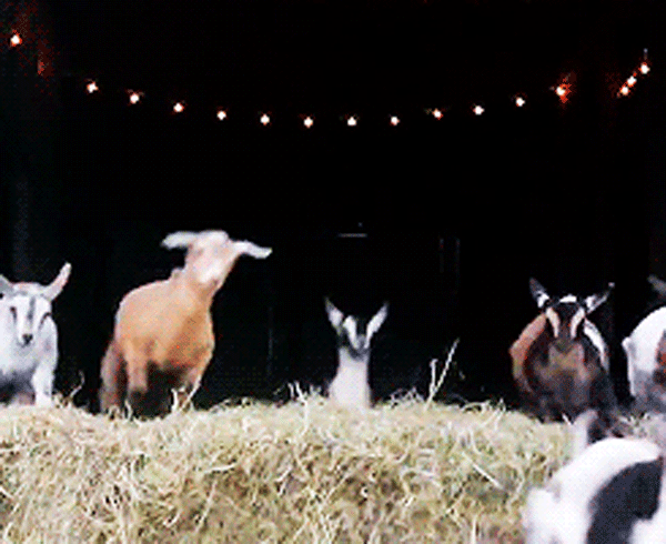 山羊 欢脱 goat