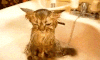 喵星人 猫咪 可爱 萌宠