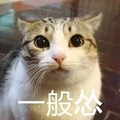 猫咪 大眼睛 萌宠 一般怂