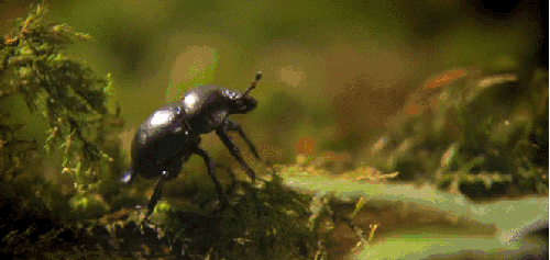 昆虫 甲虫 神话的森林 纪录片