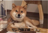 柴犬 小狗 呆萌 可以开饭了嘛