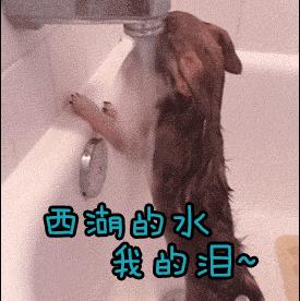 泪奔gif狗子gif流泪gif