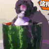 汪星人 狗狗 可爱 萌宠 狗