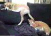 狗 猫咪 喵星人 汪星人 摇尾巴