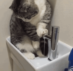 萌宠 猫咪 喝水