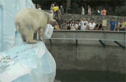 北极熊 跳水 贪玩 会玩 水花 胖