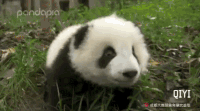 动态图 大熊猫 可爱 国宝 奇一