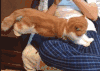 猫咪 懒腰 可爱 萌宠