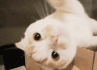 小猫 可爱 调皮 毛茸茸