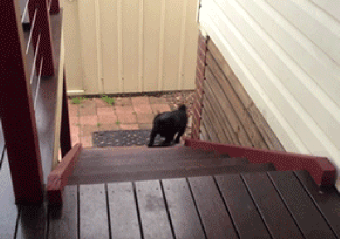小狗 跳跃 楼梯 上楼