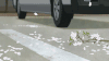 汽车 花瓣 风景 动漫