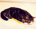 猫咪 睡觉 做梦 摇尾巴
