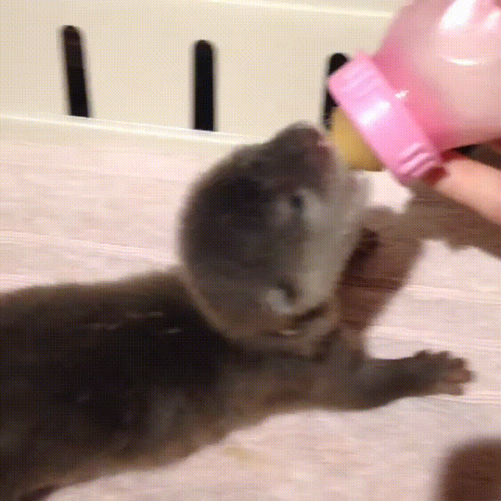 水獭 幼崽 喂奶 otter