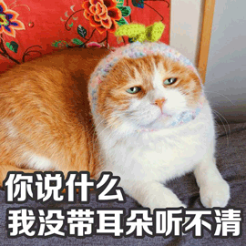 猫 萌宠 你说什么 没带耳朵