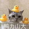萌宠 猫星人 鸭梨山大 无奈 呆萌 可爱