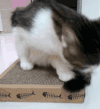 猫咪 舔尾巴 可爱 眼神
