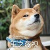 狗狗 脖套 萌宠 王之蔑视