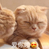 萌宠 喵星人 爱你哦 亲亲 呆萌 可爱
