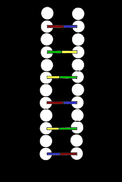 生物学 遗传学  分子生物学 细胞生物学