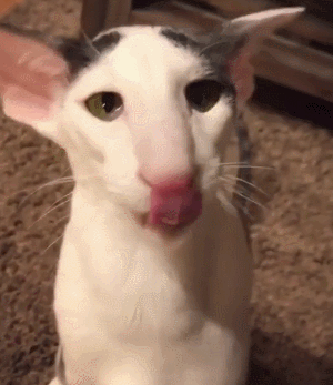 猫咪 眼神 伸舌头 可爱