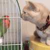 萌宠 可爱 猫咪 搞笑