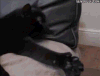 小猫 困倦 醒来 动物
