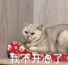 萌宠 猫星人 我不开心了 难受 呆萌 可爱
