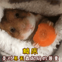 赖床是对冬天最起码的尊重 仓鼠 胡萝卜 可爱