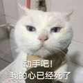 猫 萌宠 动手吧 我的心已经死了