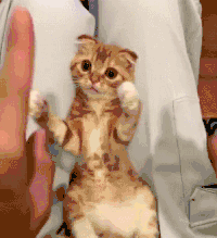 猫咪 可爱 萌宠 喵星人