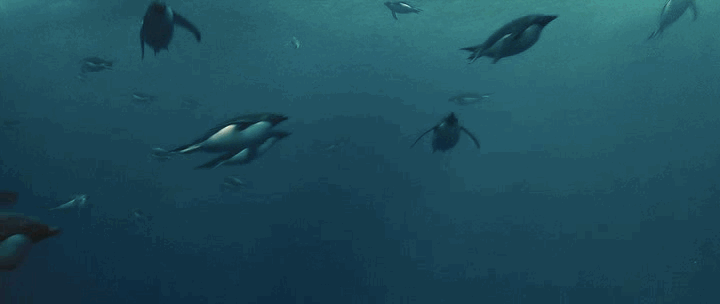 企鹅 penguin 自由  游泳