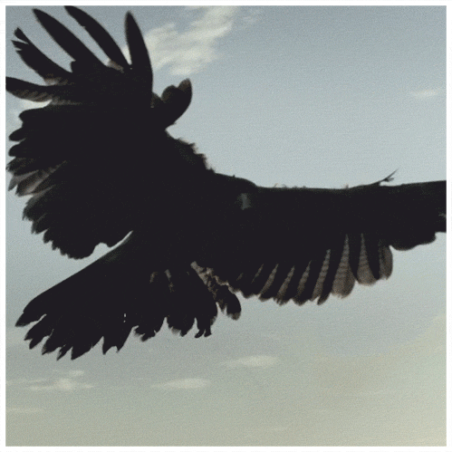 动物 老鹰 飞翔 自由