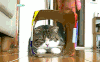 萌宠 逗比 搞笑 猫咪