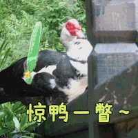 可爱 萌宠 向往的生活 综艺 动态图