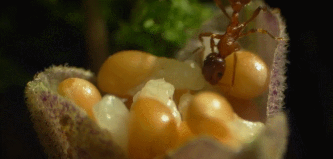 昆虫 神话的森林 红蚁 纪录片 觅食