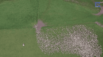 羊 羊群 牧羊 密集 震撼 好多羊