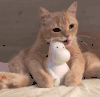猫咪 喵星人 淘气 搞笑 可爱