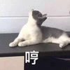 哼 猫 生气 搞怪 逗