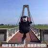 熊本熊 开心 站立 相册里不是自拍都是表情包