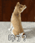 柴犬与柯基 仰头 小狗 咋了