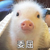 萌宠 小猪 委屈 难受 呆萌 可爱
