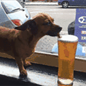 狗狗 喝啤酒