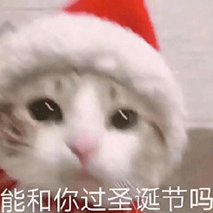 萌宠 猫星人 能和你过圣诞吗 开心 呆萌 可爱