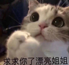 萌宠 喵星人 求求你了 漂亮姐姐 呆萌 可爱