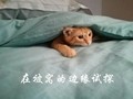 猫咪 可爱 呆萌 斗图 在被窝的边缘试探