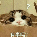 有事吗 蒙圈 猫